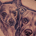 Tattoos - Chihuahua and Pitbull  - 75752